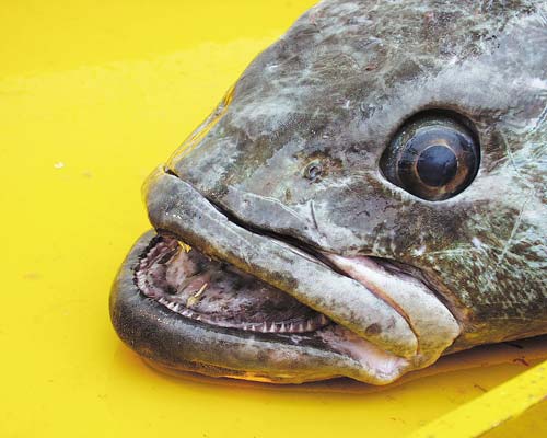 Cites Members Silent Over Failure To Address Illegal Toothfish Fishing Wildlife Trade News From Traffic Cites Members Silent Over Failure To Address Illegal Toothfish Fishing Wildlife Trade News From Traffic