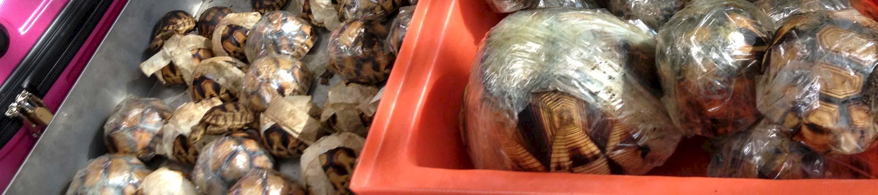 54 Ploughshare Tortoises Astrochelys yniphora and 21 Radiated Tortoises A. radiata were found among luggage at Bangkok airport © Panjit Tansom / TRAFFIC 
