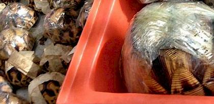 Largest seizure of Critically Endangered Ploughshare Tortoises made in Thailand
