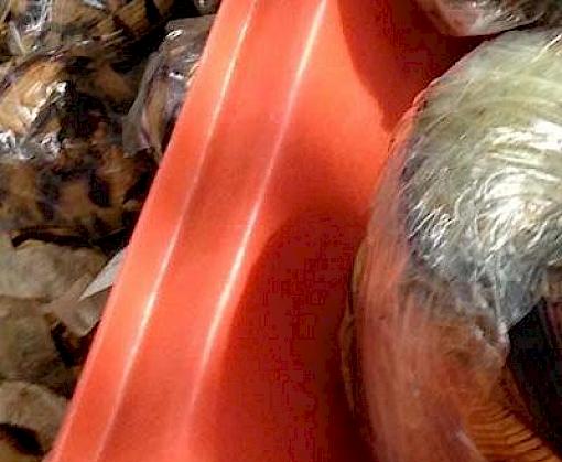 Largest seizure of Critically Endangered Ploughshare Tortoises made in Thailand