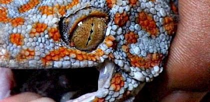 The Trade in Tokay Geckos in South-East Asia: With a case study on Novel Medicinal Claims in Peninsular Malaysia