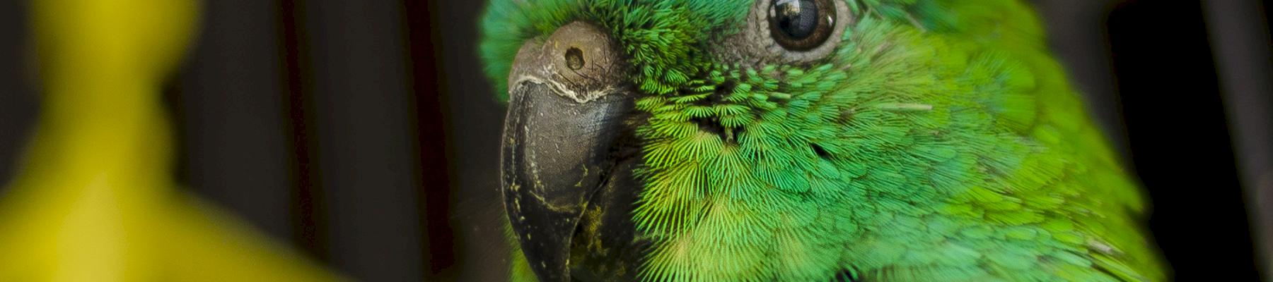 Red-rumped Parrot Psephotus haematonotus, imported through Europe for the global pet trade