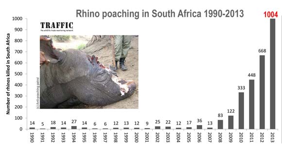 5 impacts of rhino poaching on the environment and country