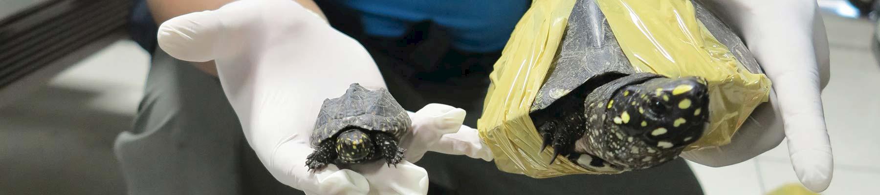 An enforcement officer holds Black Spotted Turtles seized in Bangkok in 2013. © Panjit Tansom / TRAFFIC 