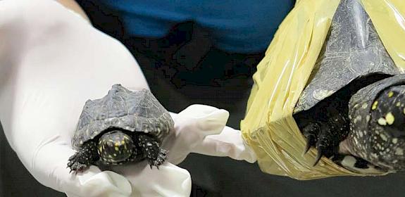 An enforcement officer holds Black Spotted Turtles seized in Bangkok in 2013. © Panjit Tansom / TRAFFIC 