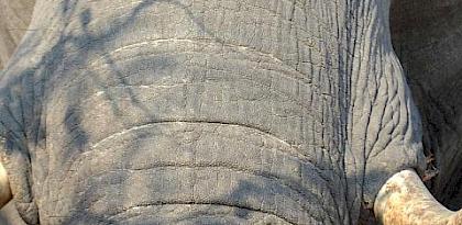 Workshop Proceedings: support of the Implementation of National Ivory Action Plans (NIAPs) in Central Africa