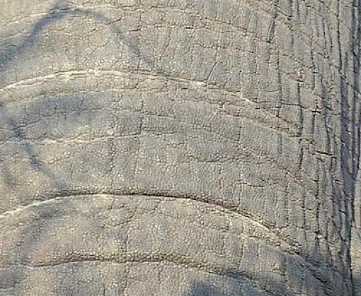Workshop Proceedings: support of the Implementation of National Ivory Action Plans (NIAPs) in Central Africa