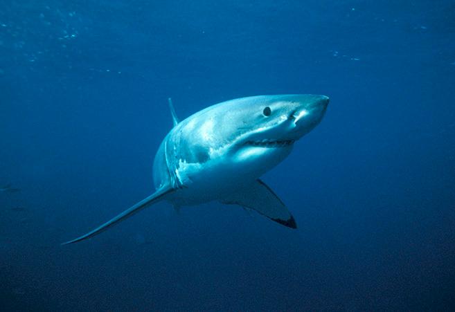 Cá mập trắng lớn © Hình ảnh động, thực vật hoang dã / Jêrome Mallefet / WWF
