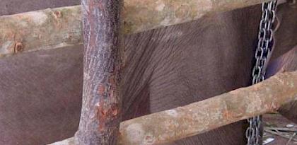 An assessment of the live elephant trade in Thailand