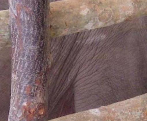 An assessment of the live elephant trade in Thailand