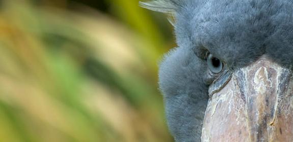 Shoebill Balaeniceps rex © naturepl.com / Edwin Giesbers / WWF