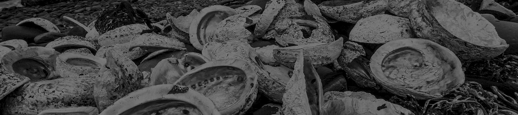 Poached Abalone shells line the shoreline after being washed ashore on Robben Island, South Africa © Peter Chadwick / WWF