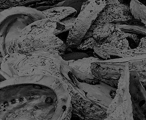 South Africa's Illicit Abalone Trade: An updated overview and knowledge gap analysis