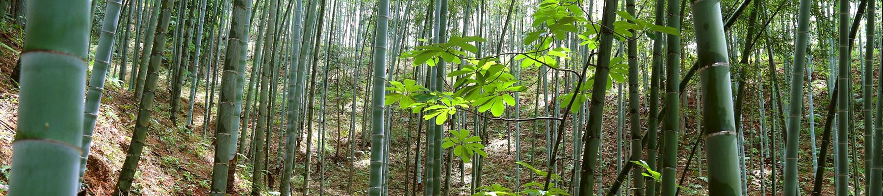 Magnolias in a bamboo forest © Chen Hin Keong / TRAFFIC