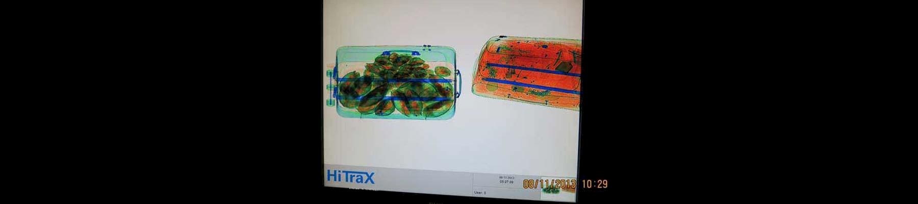 Tortoises X-rayed inside a suitcase © Panjit Tansom / TRAFFIC 