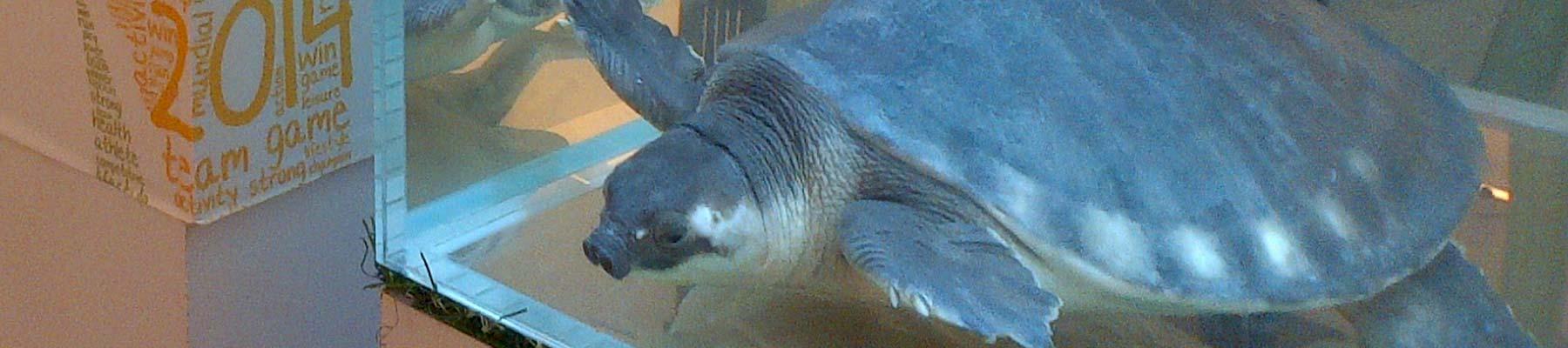 Pig-nosed Turtle on display in mainland China © Gayle Burgess/TRAFFIC 