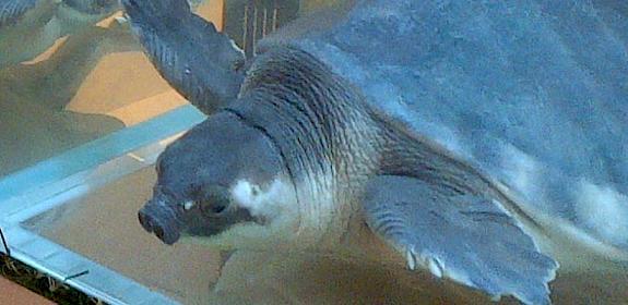 Pig-nosed Turtle on display in mainland China © Gayle Burgess/TRAFFIC 