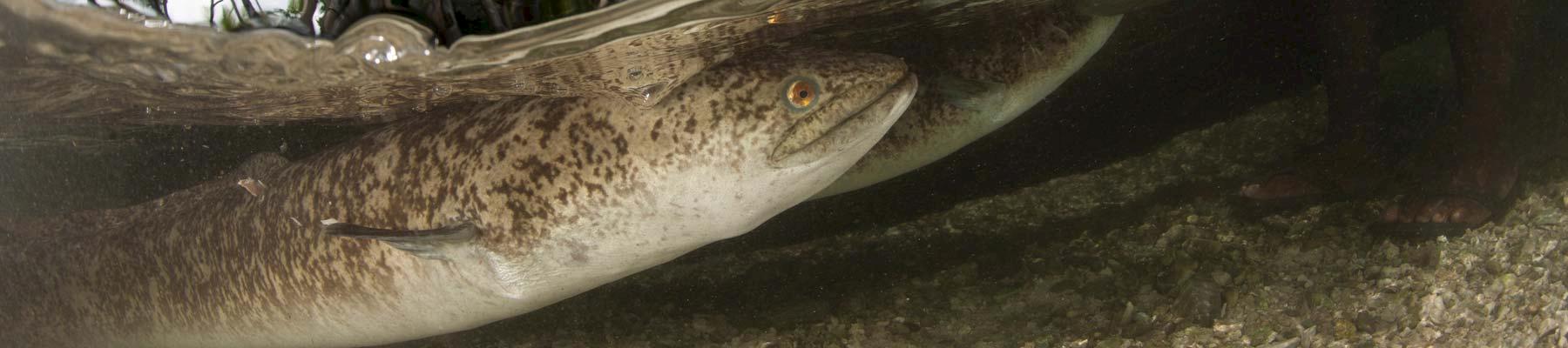 Giant Mottled Freshwater Eels Anguilla marmorata © Jürgen Freund / WWF