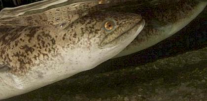 Slipping away: International Anguilla eel trade and the role of the Philippines