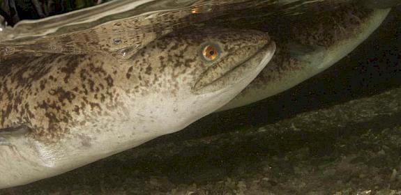 Giant Mottled Freshwater Eels Anguilla marmorata © Jürgen Freund / WWF