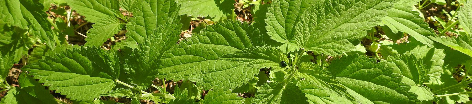 Common Nettle Urtica dioica © Kirsten Palme / TRAFFIC