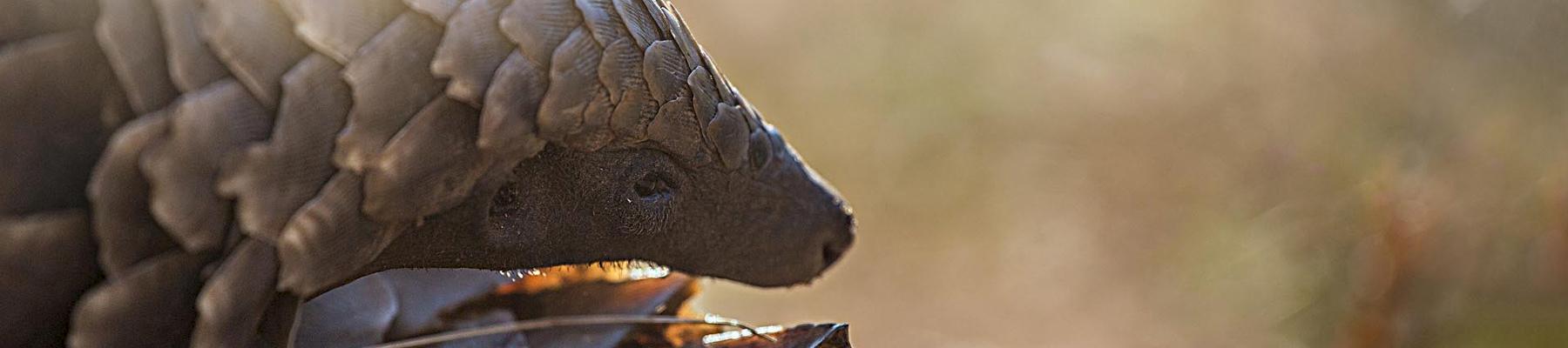 Ground Pangolin Smutsia temminckii, one of the four African species poached to meet consumer demand © Keith Connelly