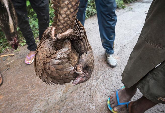 A captured pangolin is displayed by poachers in Cameroon © A. Walmsley / TRAFFIC