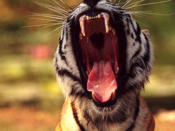 HỔ Panthera tigris © Martin Harvey / WWF