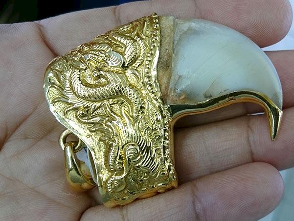 An ornamental tiger claw found for advertised for sale in Viet Nam © TRAFFIC