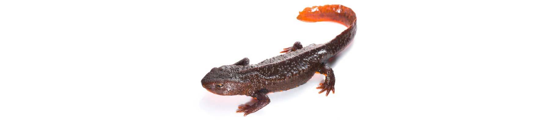 Paramesotriton deloustali, one of the Southeast Asian newt species found in trade © Jodi Rowley 