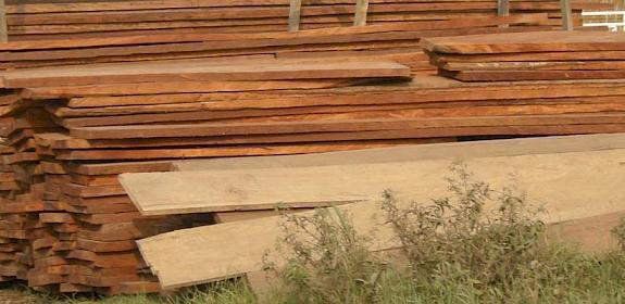 African timber awaiting export to Asia © Roland Melisch / TRAFFIC 