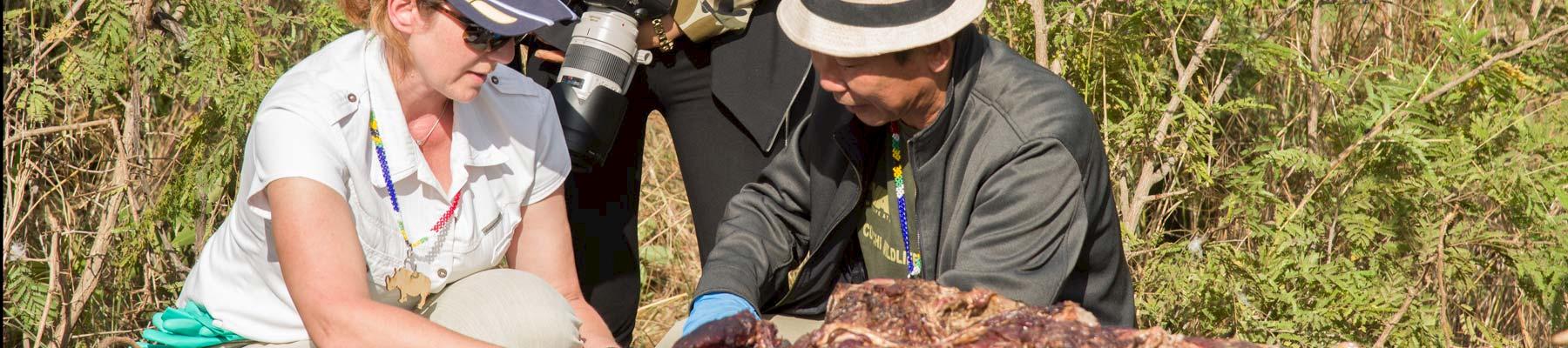 Forensics experts sampling a rhino carcass © Simon Robertson