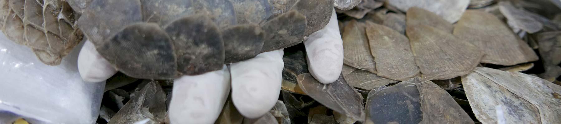 An officer holds seized pangolin scales © TRAFFIC 