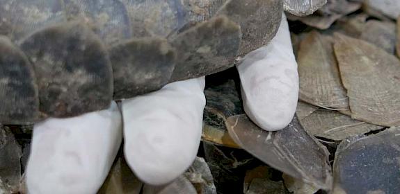 An officer holds seized pangolin scales © TRAFFIC 