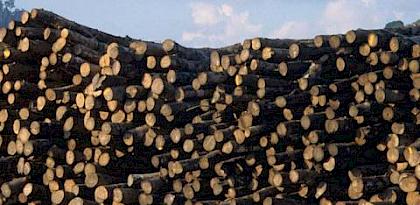 Countries agree measures for implementation of Zanzibar Declaration on timber trade