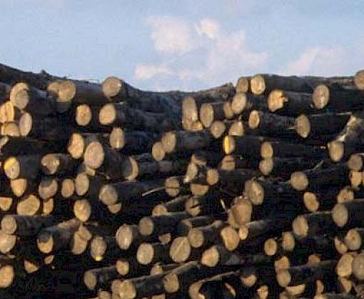Countries agree measures for implementation of Zanzibar Declaration on timber trade