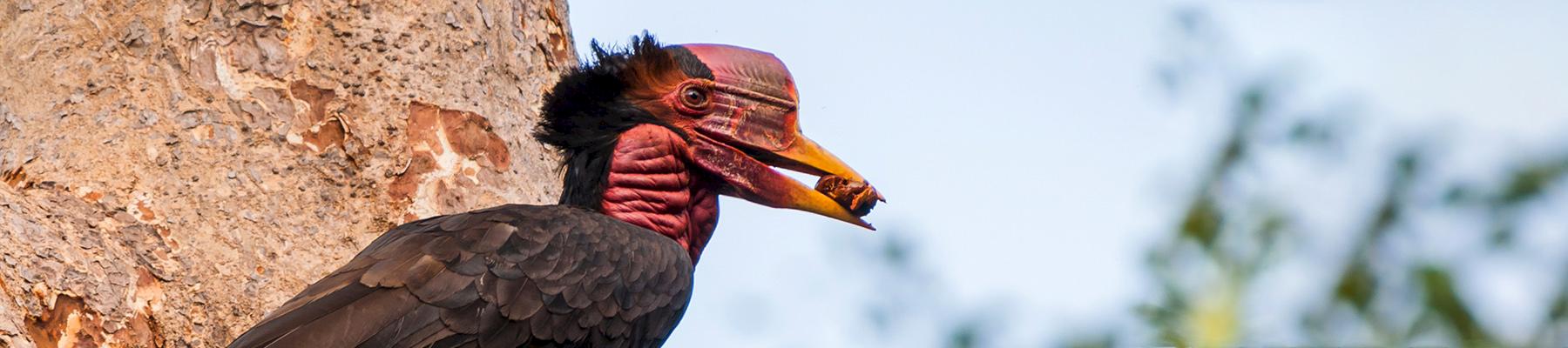 Helmeted Hornbills - Species we work with at TRAFFIC