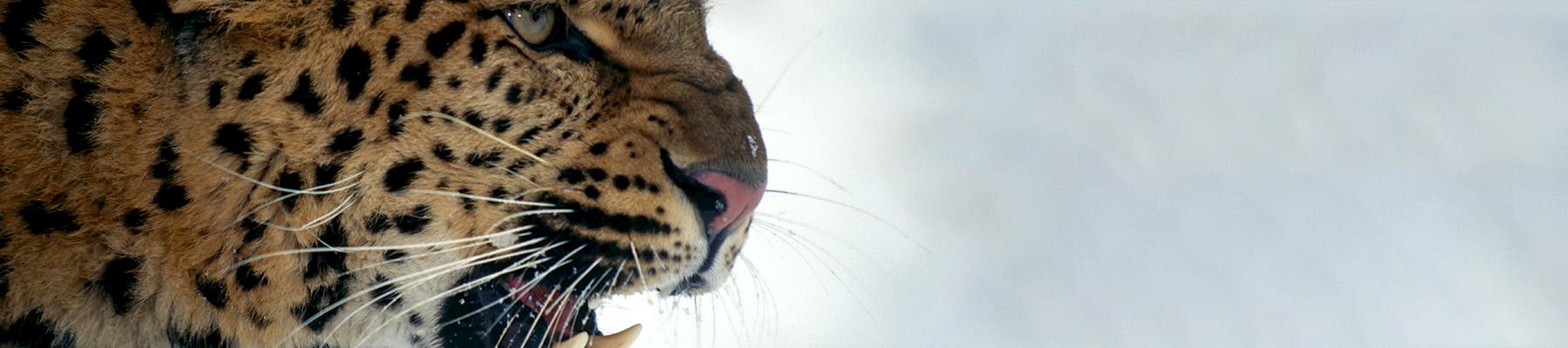 Amur Leopard Panthera pardus orientalis © naturepl.com / Lynn M. Stone / WWF