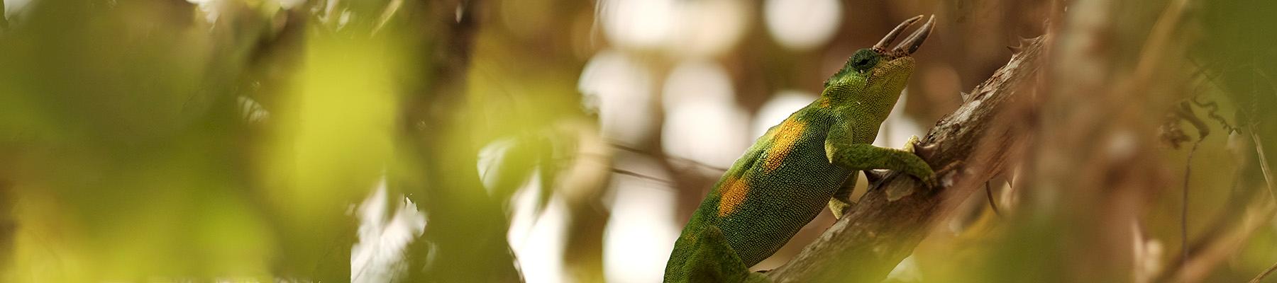 Johnston's Chameleon Chamaeleo johnstoni, traded within the exotic pet market © Brian Harries / CC Generic 2.0