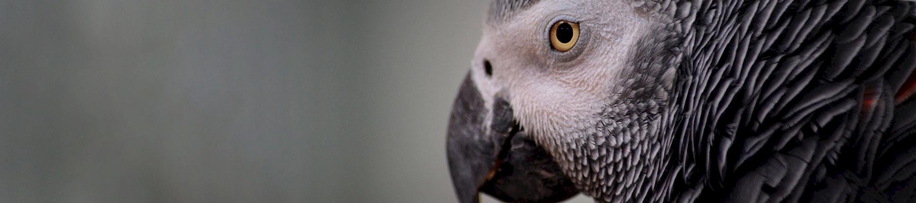 Grey Parrot Psittacus erithacus