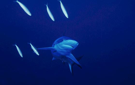 The Global Shark and Ray Initiative