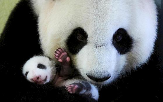 Giant panda Ailuropoda melanoleuca © naturepl.com / Eric Baccega / WWF