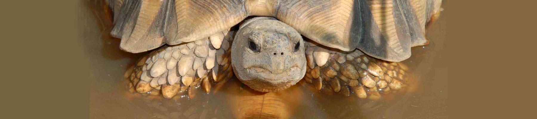 A Critically Endangered Ploughshare Tortoise Astrochelys yniphora © Global Widllife Conservation / CC Generic 2.0 