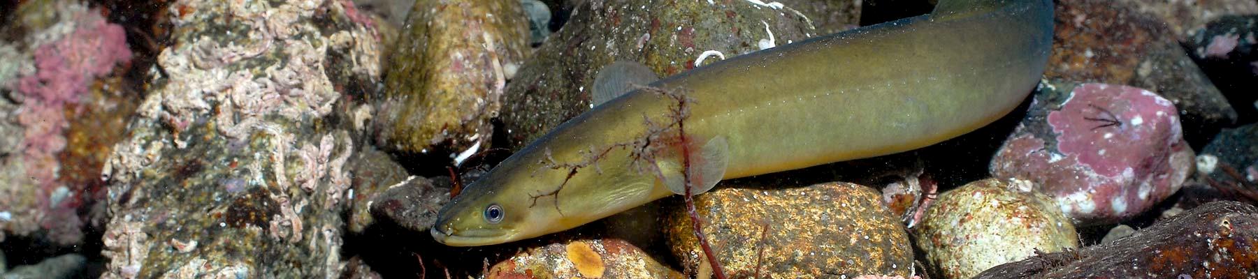 European Eel Anguilla anguilla © Erling Svensen / WWF 