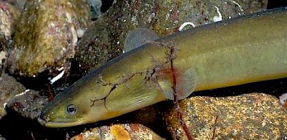 Trade in Anguilla species, with a focus on recent trade in European Eel A. anguilla