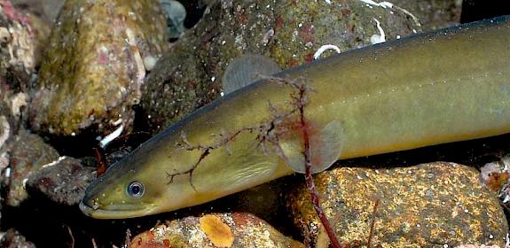 European Eel Anguilla anguilla © Erling Svensen / WWF 