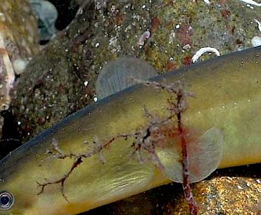 Trade in Anguilla species, with a focus on recent trade in European Eel A. anguilla