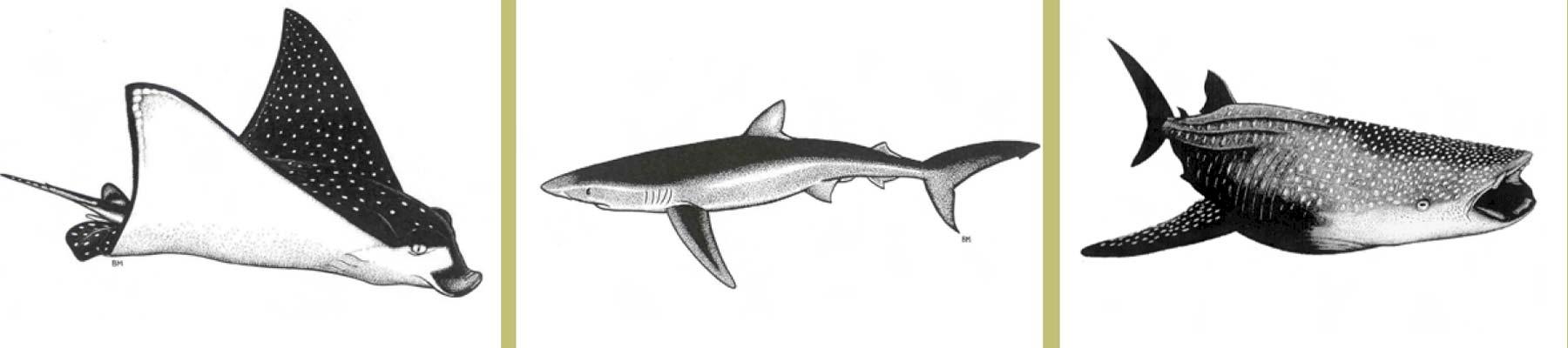 Spotted Ray Raja montagui, Blue Shark Prionace glauca and Whale Shark Rhincodon typus. Illustrations by Bruce Mahalski