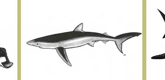 Spotted Ray Raja montagui, Blue Shark Prionace glauca and Whale Shark Rhincodon typus. Illustrations by Bruce Mahalski