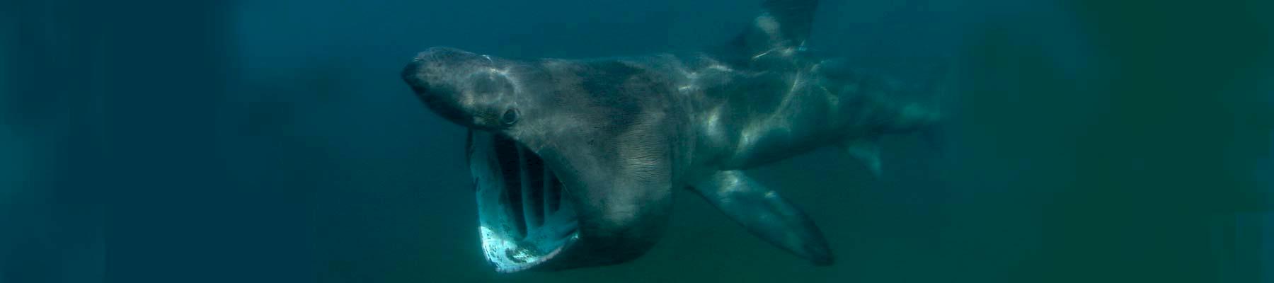 Basking Shark © Florian Graner / WWF